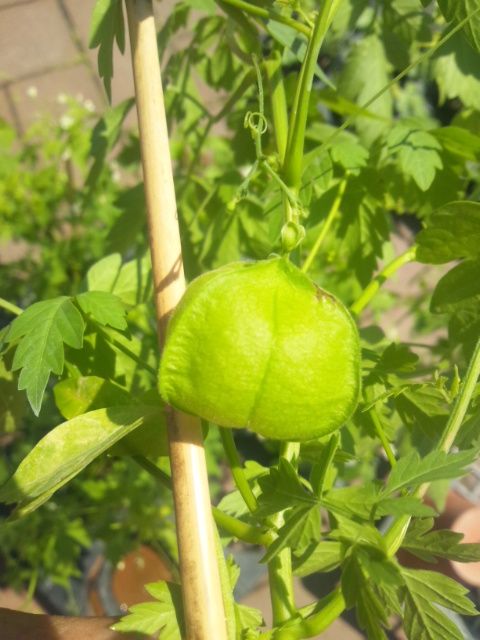 趣味の園芸　収録