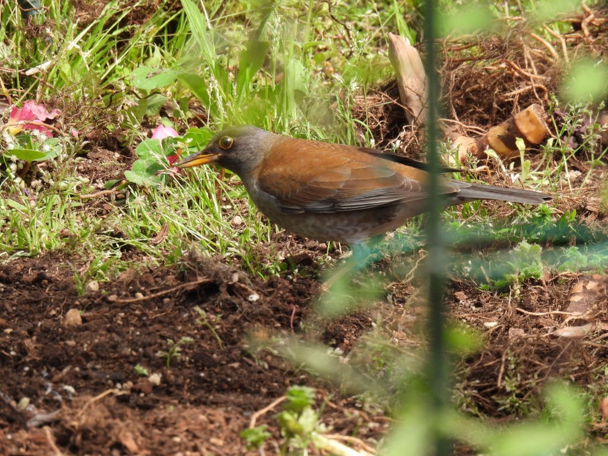 冬鳥なのにまだ居らっしゃいます😊