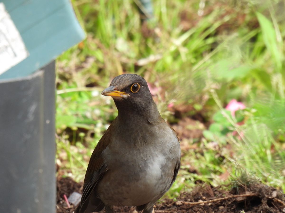 冬鳥なのにまだ居らっしゃいます😊