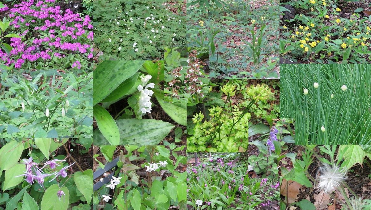 薬用植物園（東京都小平市）