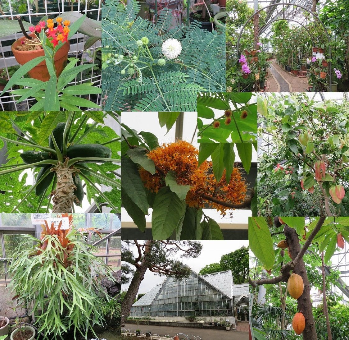 薬用植物園（東京都小平市）