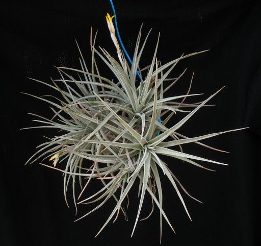 Tillandsia ixioides