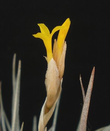 Tillandsia ixioides