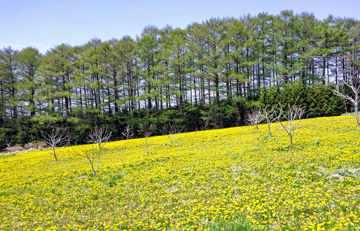 タンポポ畑と白菜畑