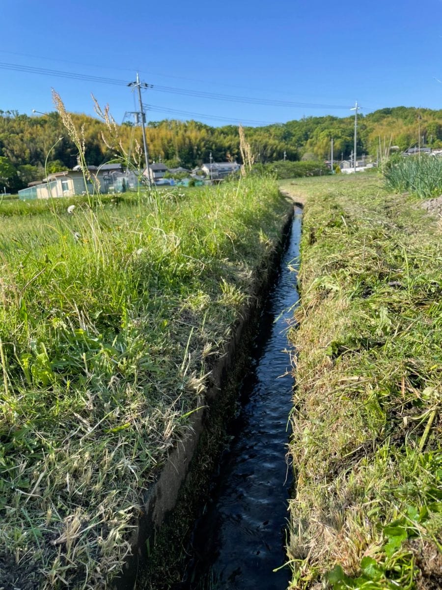 水路の草刈り