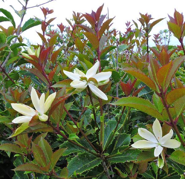 花化の珍現象でした。(教えてください。解決)