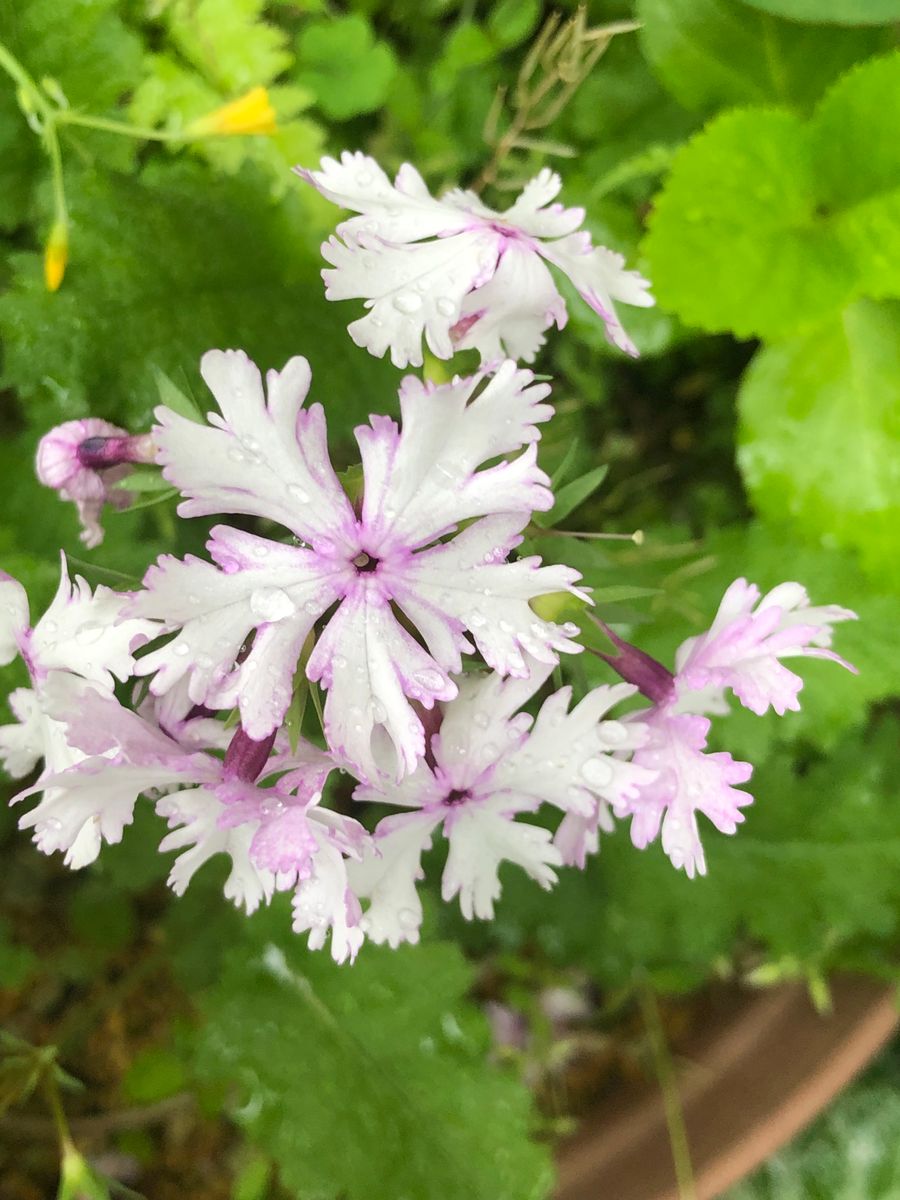 日本桜草可愛いです。