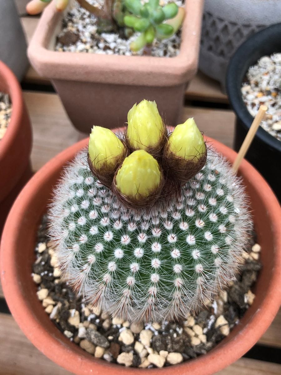 サボテンたち🌵