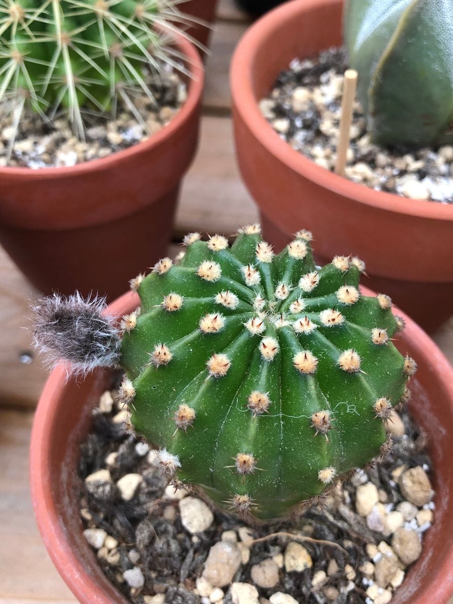 サボテンたち🌵