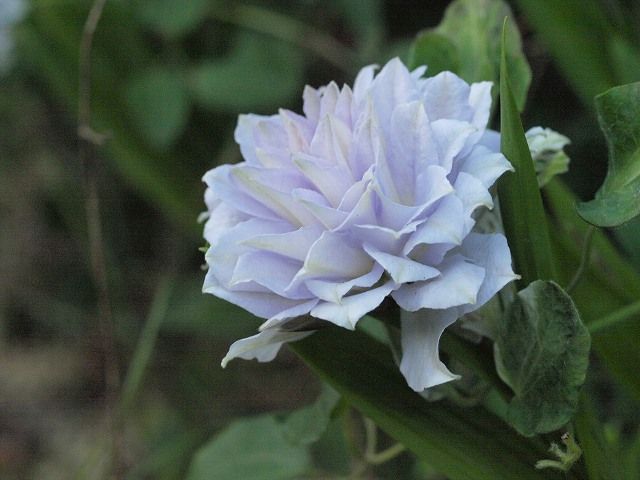 ５月の風・・さらに