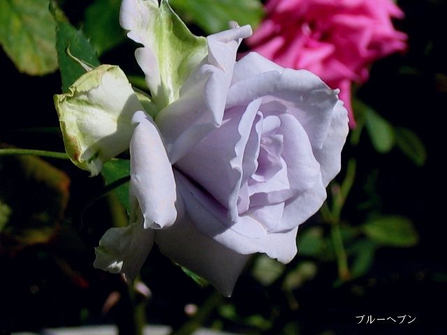 Blueな薔薇が２種類咲きました。