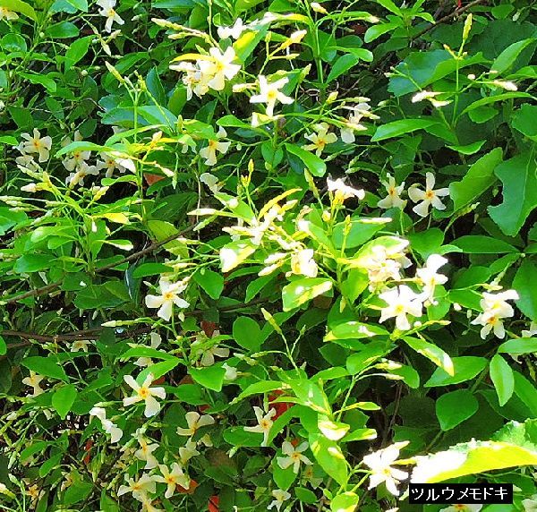 ツルウメモドキの花