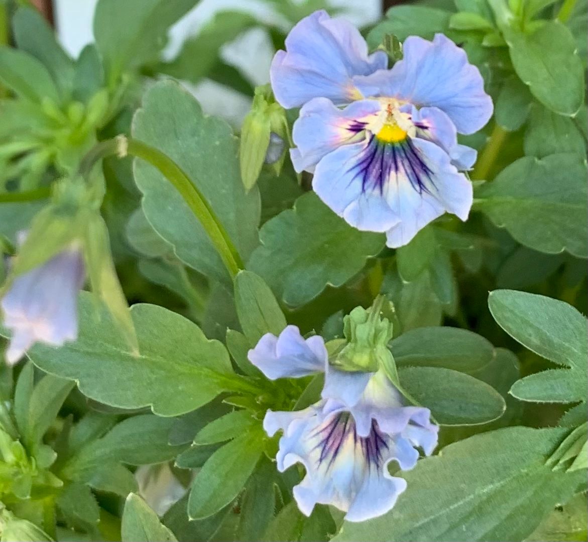 今日の花