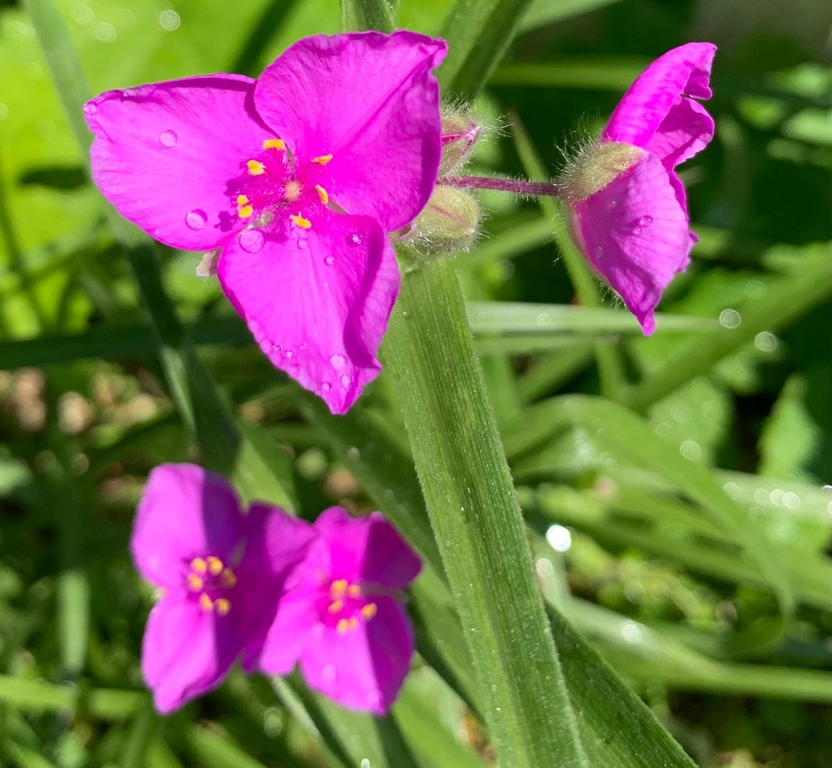 今日の花