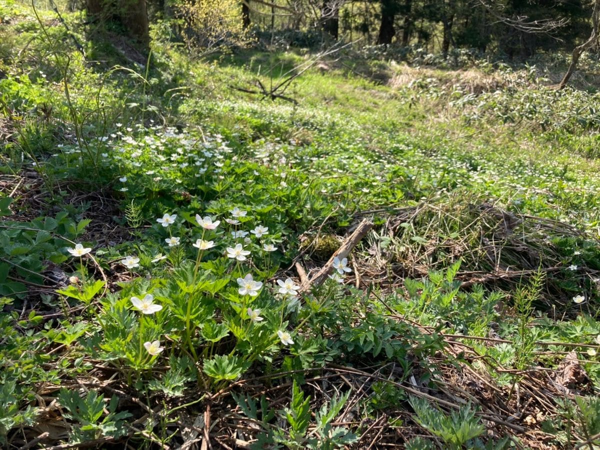 【白馬五竜高山植物園】かたくり苑開花情報④