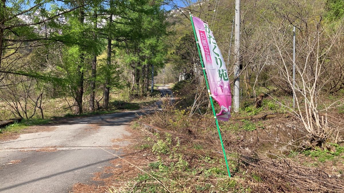 【白馬五竜高山植物園】かたくり苑開花情報④