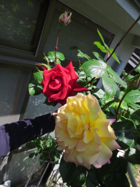 薔薇のツーショット