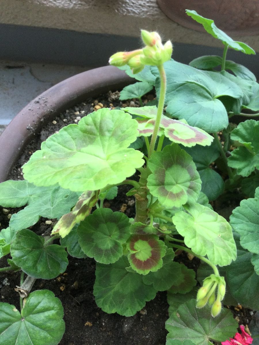 センペル始動ときのこ、ゼラニウムの花芽