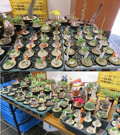 神代植物公園２_展示室でサボテン多肉植物展やってた！