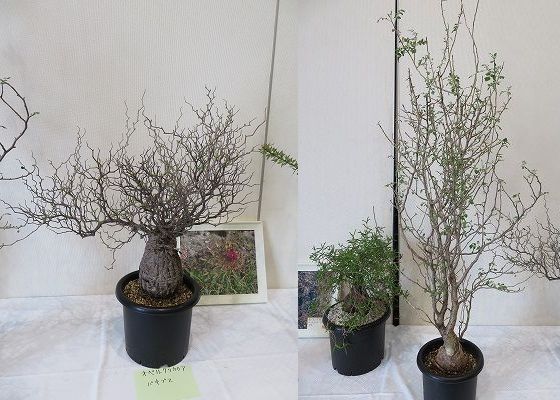 神代植物公園２_展示室でサボテン多肉植物展やってた！