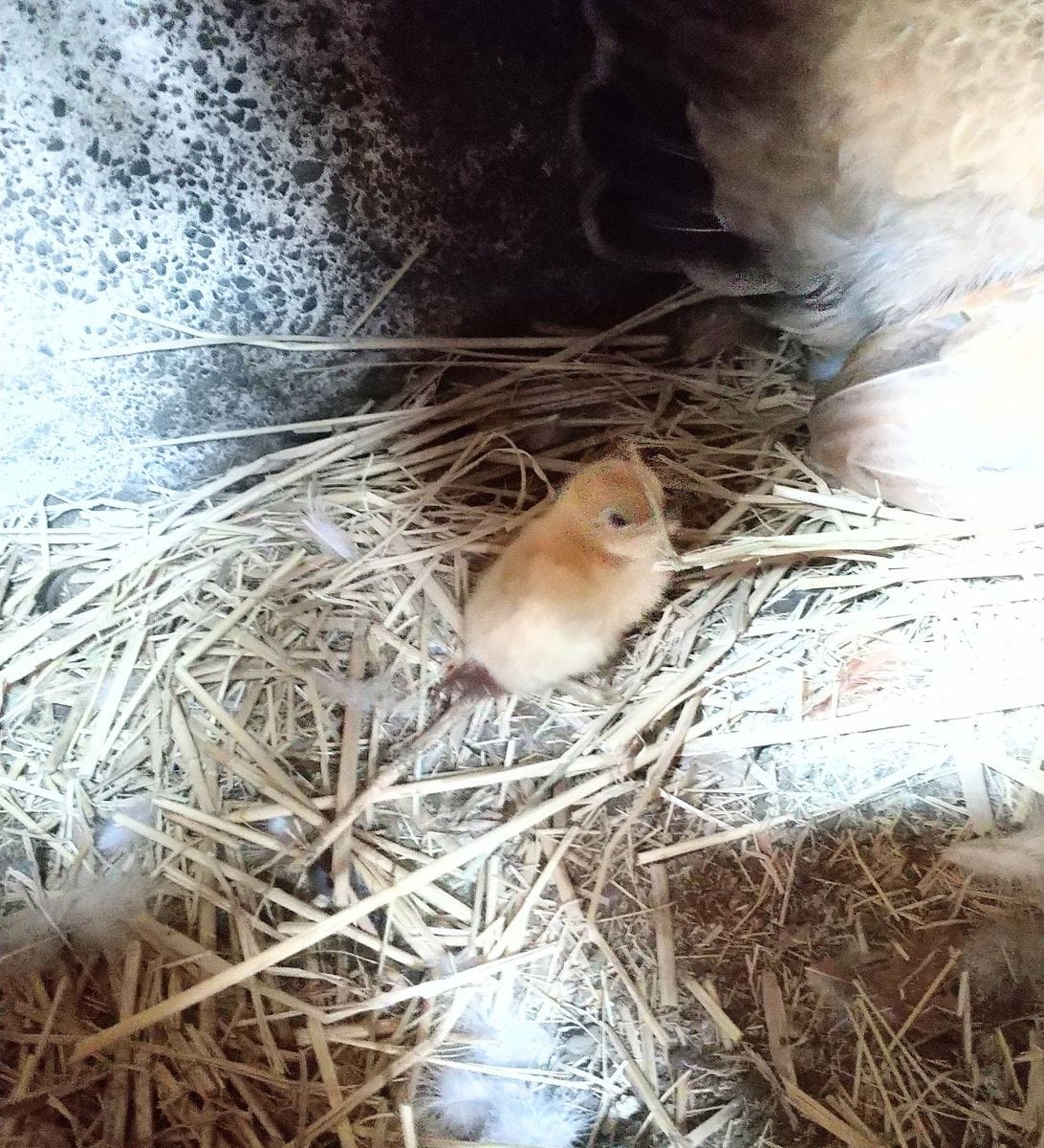 ズボラさんの日常…生まれたよ～🤩🤩&鯉のぼりときなこ餅🤗🤗