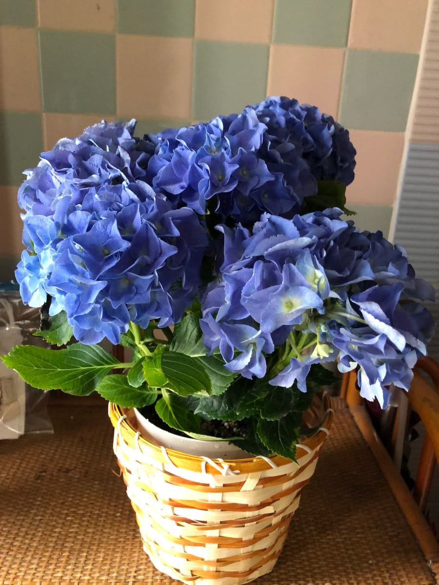 母の日の紫陽花