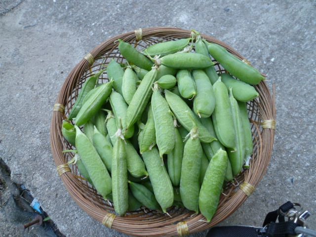 野菜の収穫