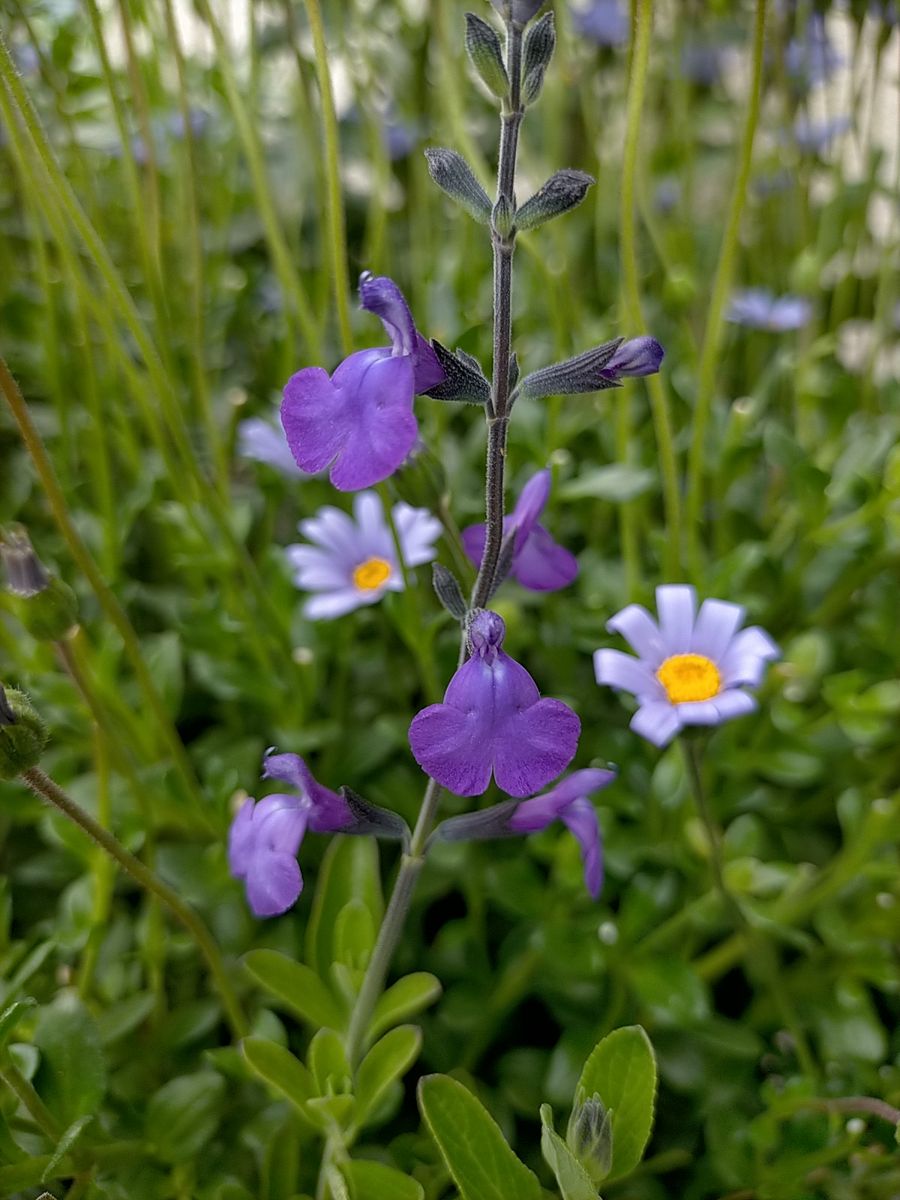 初夏の花が咲き始めました。