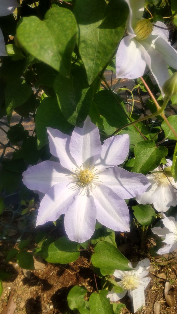 筑波実験植物園・クレマチス