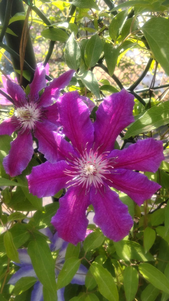 筑波実験植物園・クレマチス