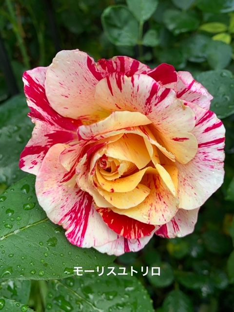 今日の🌹バラさん達