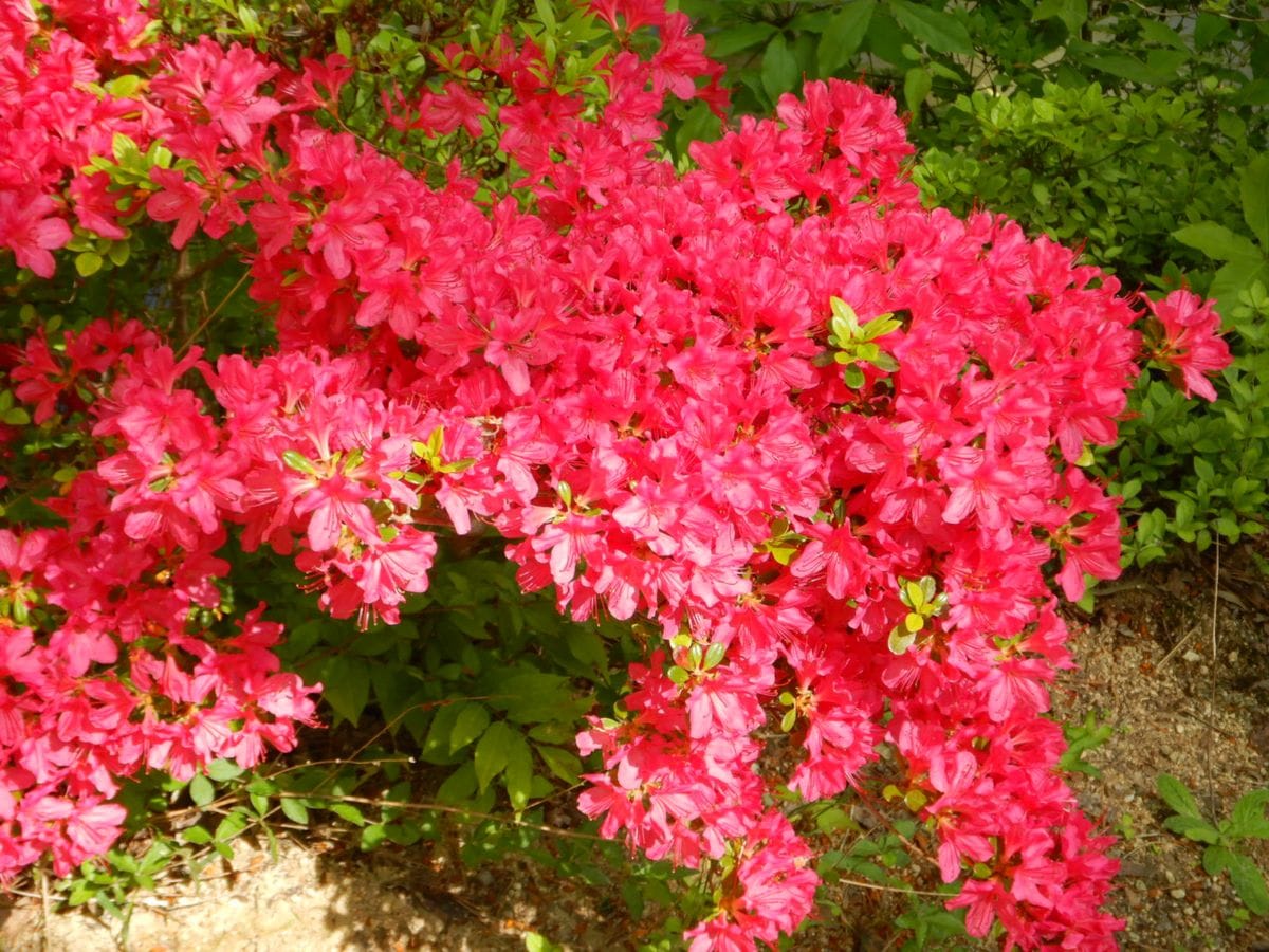 神戸森林植物園へ