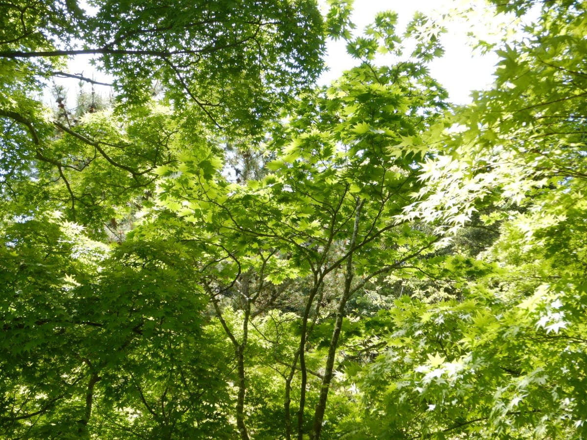 神戸森林植物園へ