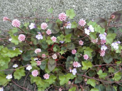 アスファルトに咲くお花たち