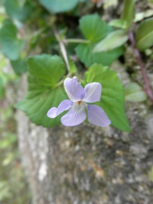 アスファルトに咲くお花たち