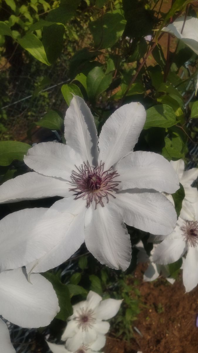 筑波実験植物園・クレマチス・３