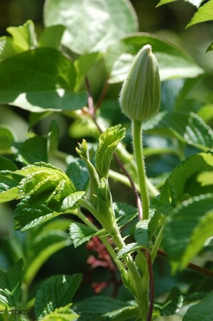 5月の庭から…気になる蕾たち