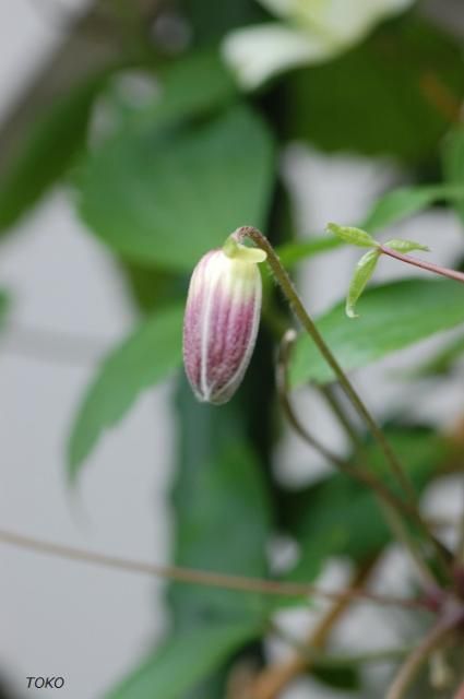 5月の庭から…気になる蕾たち