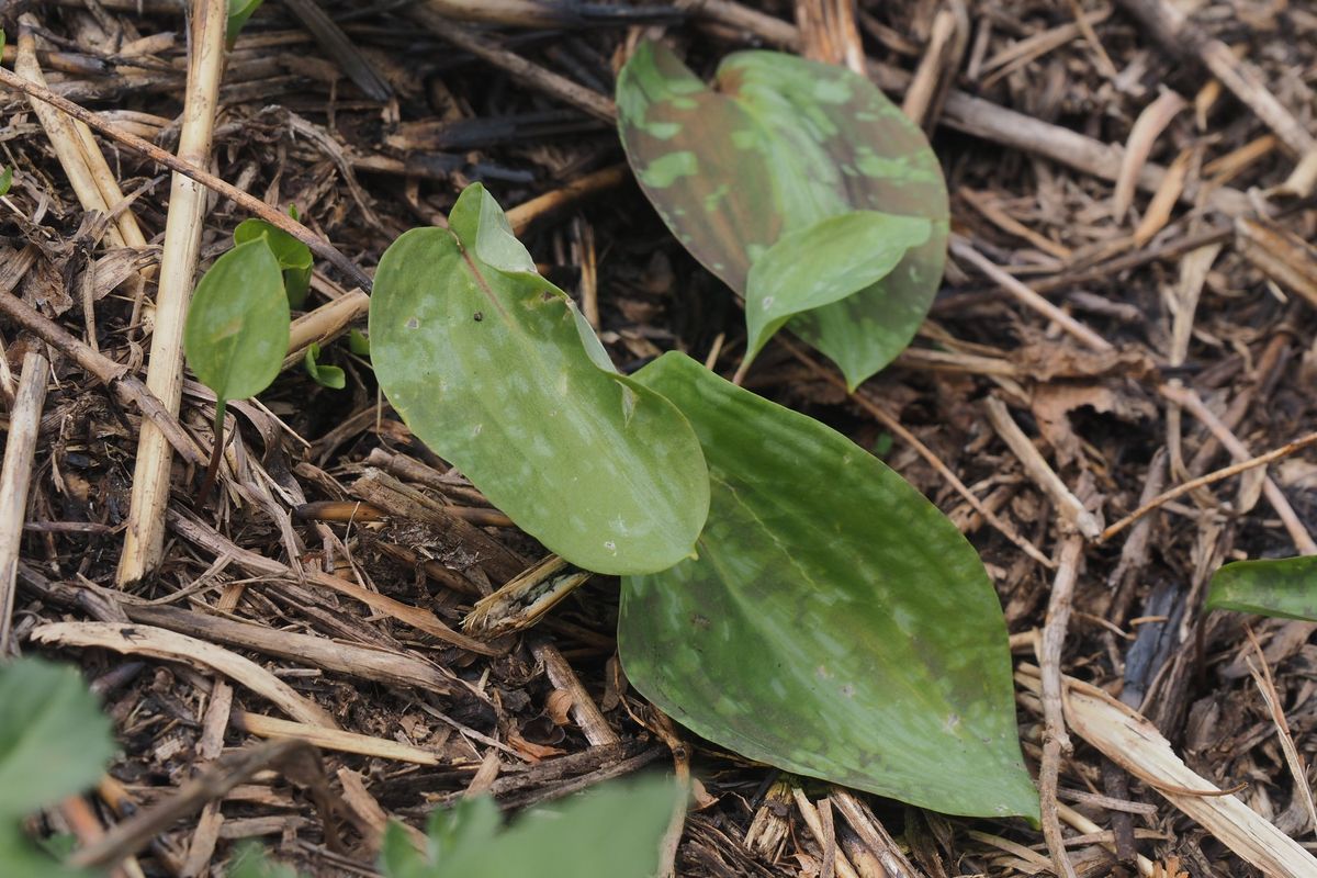 【白馬五竜高山植物園】かたくり苑開花情報⑤