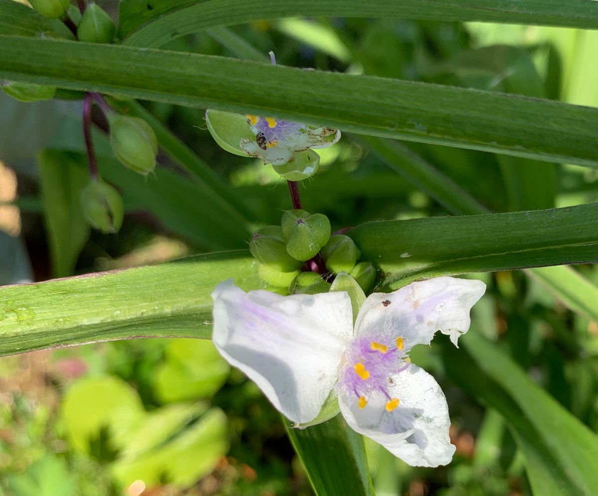 今日の花　２