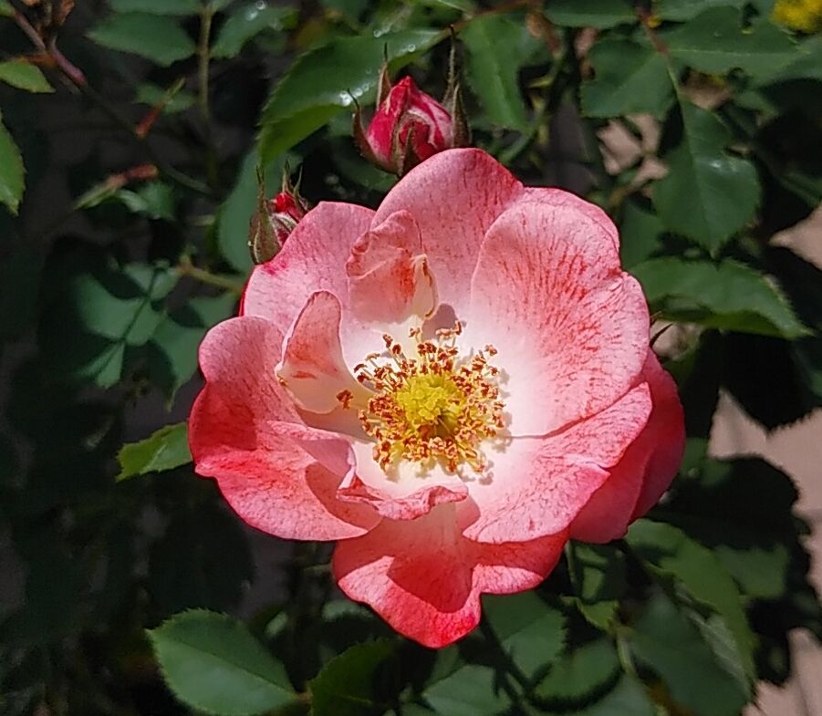 桜桃🍒の収穫と薔薇