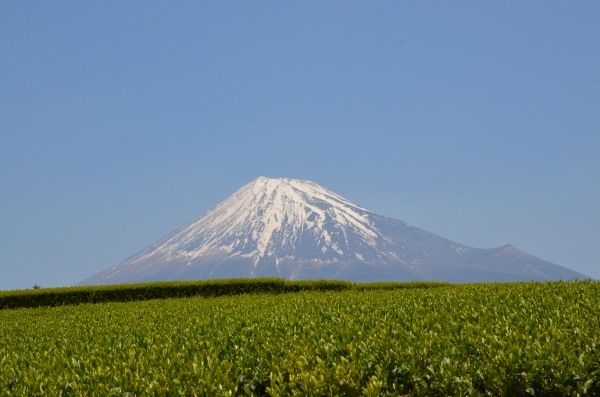 お茶畑