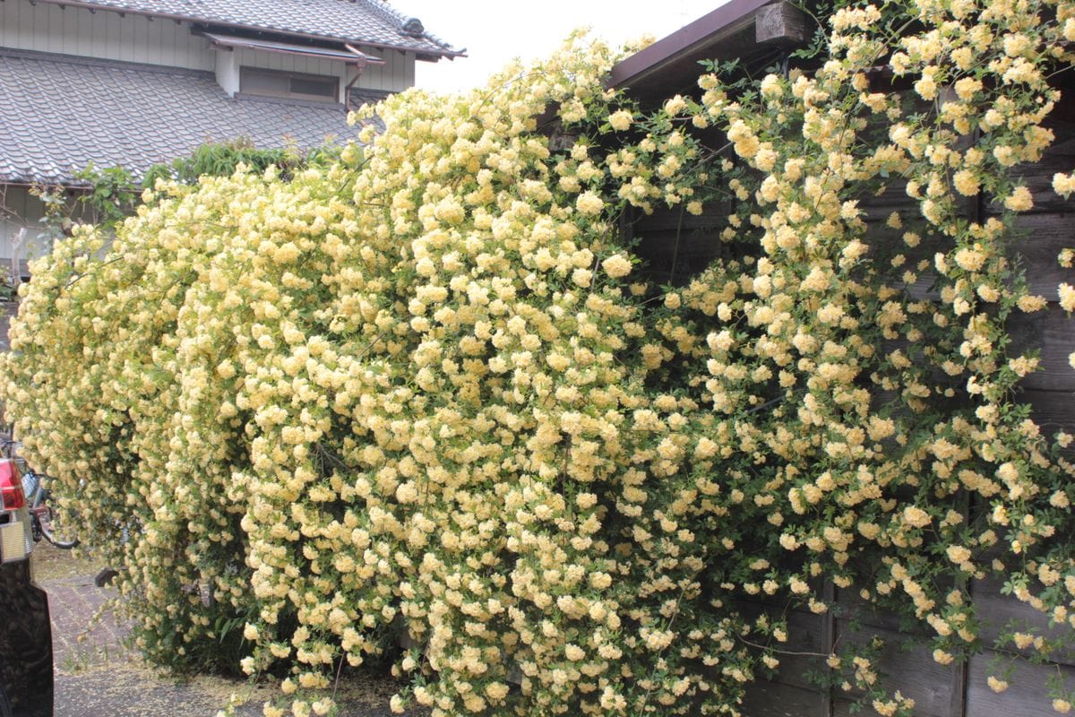 段々、家の花も咲くようになってきた。