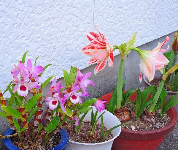 散歩道の花～アマリリス