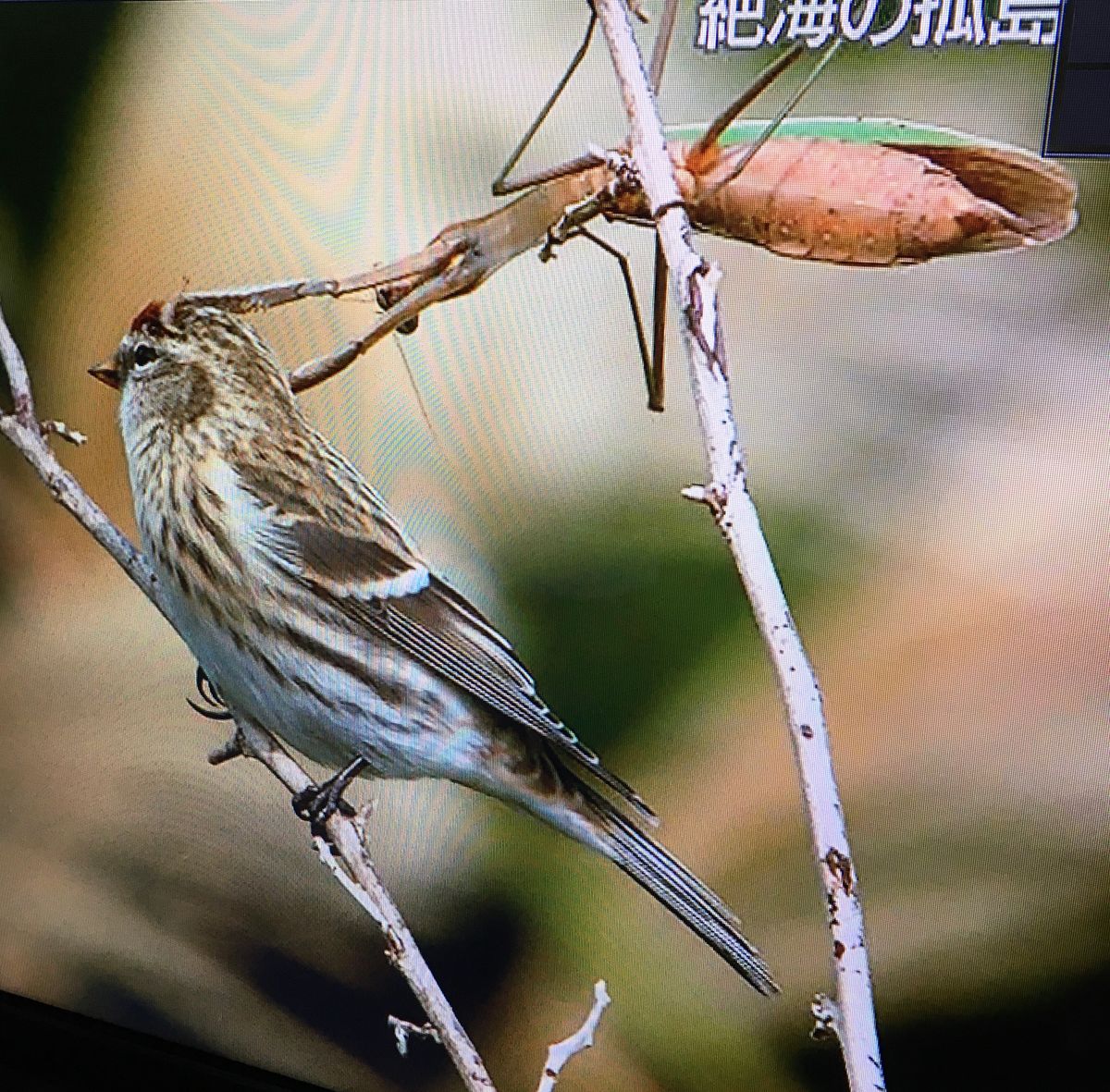 衝撃のカマキリ（虫の写真あり）