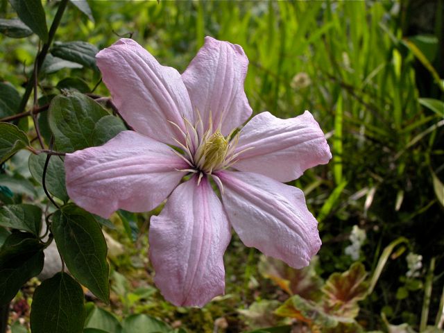 Lapeirousia corymbosa