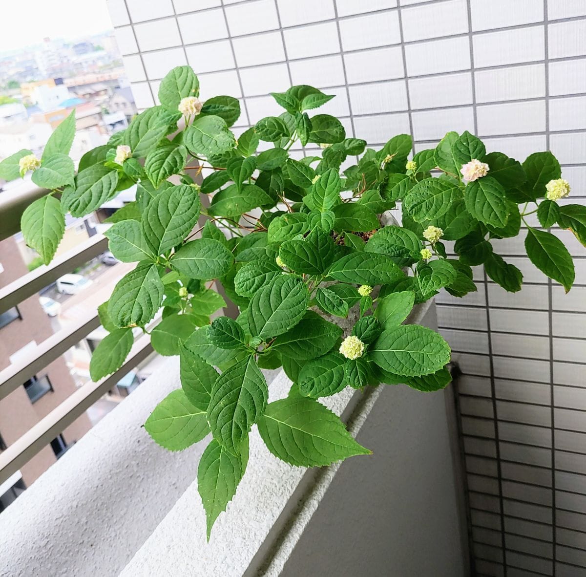 紫陽花・伊予獅子手鞠💠😊