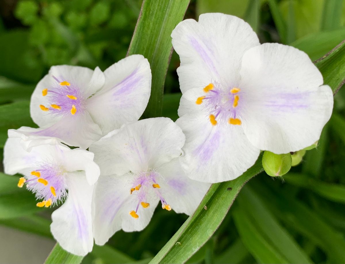 今日の花