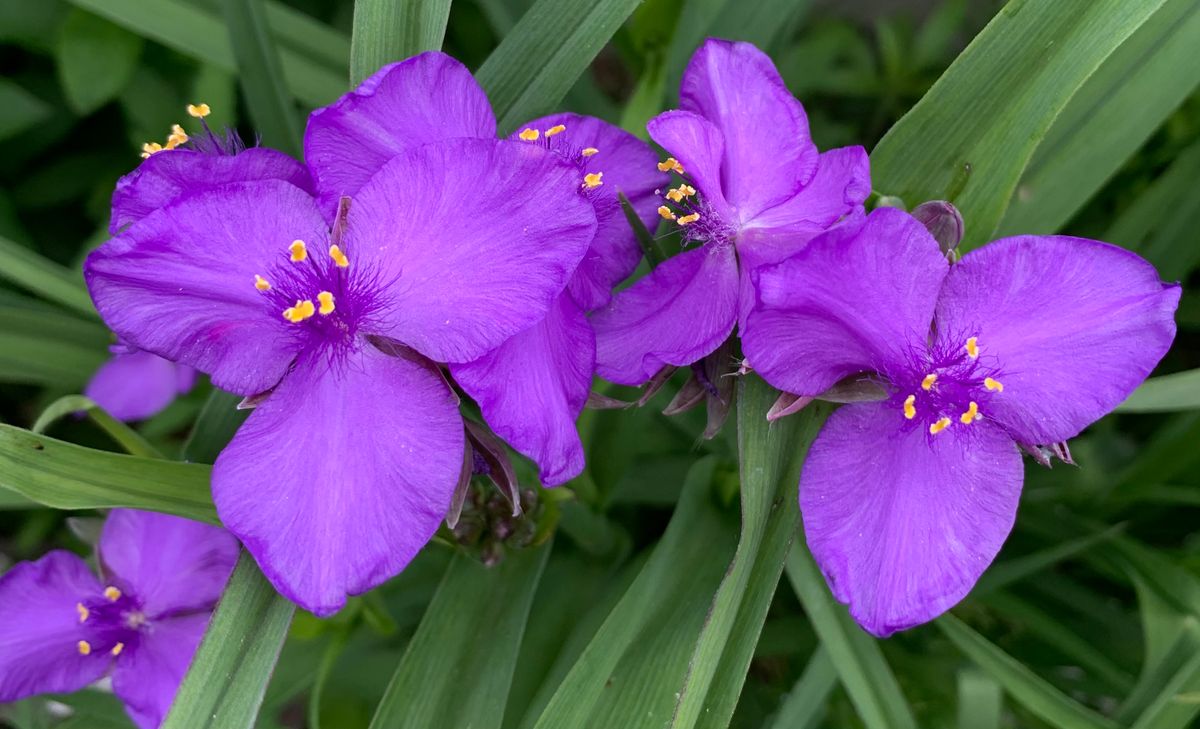 今日の花