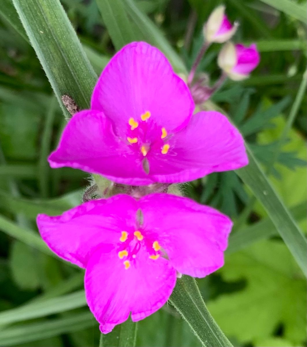 今日の花